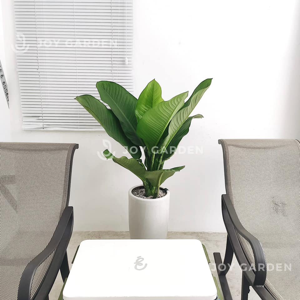 Đại phú gia [Chậu ly trắng]
