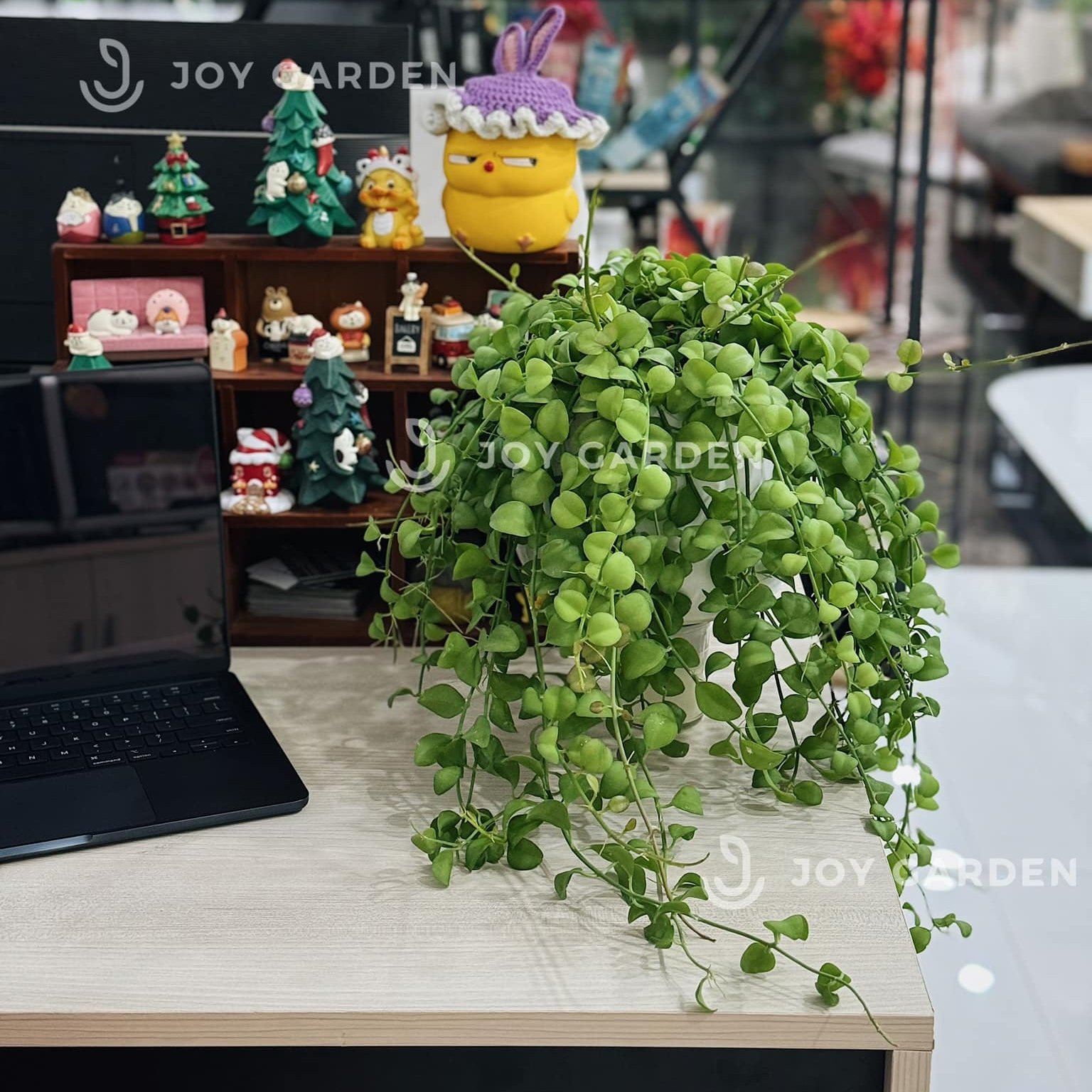 Lan hạt dưa [Chậu T1517]