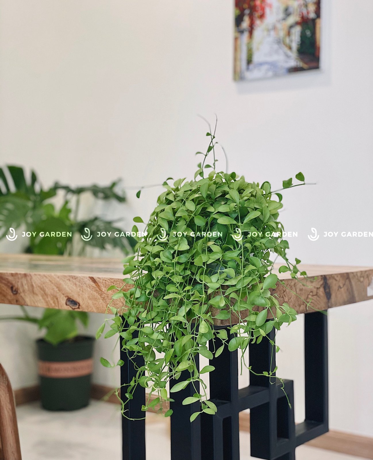 Lan hạt dưa [Chậu T1517] 2
