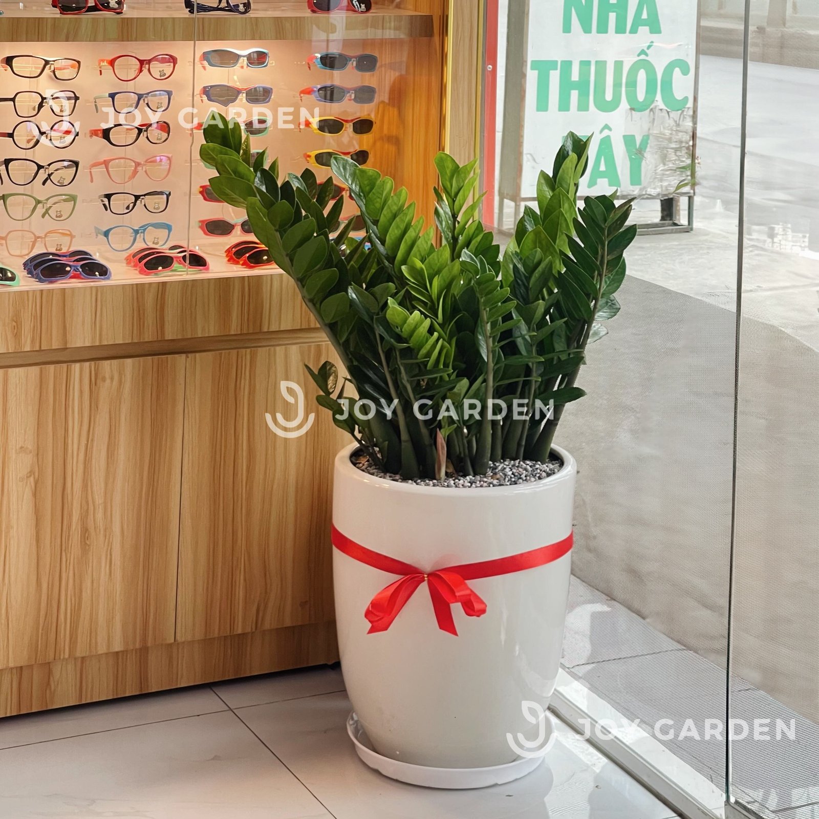 Kim tiền Đại [Chậu ly trắng] 3