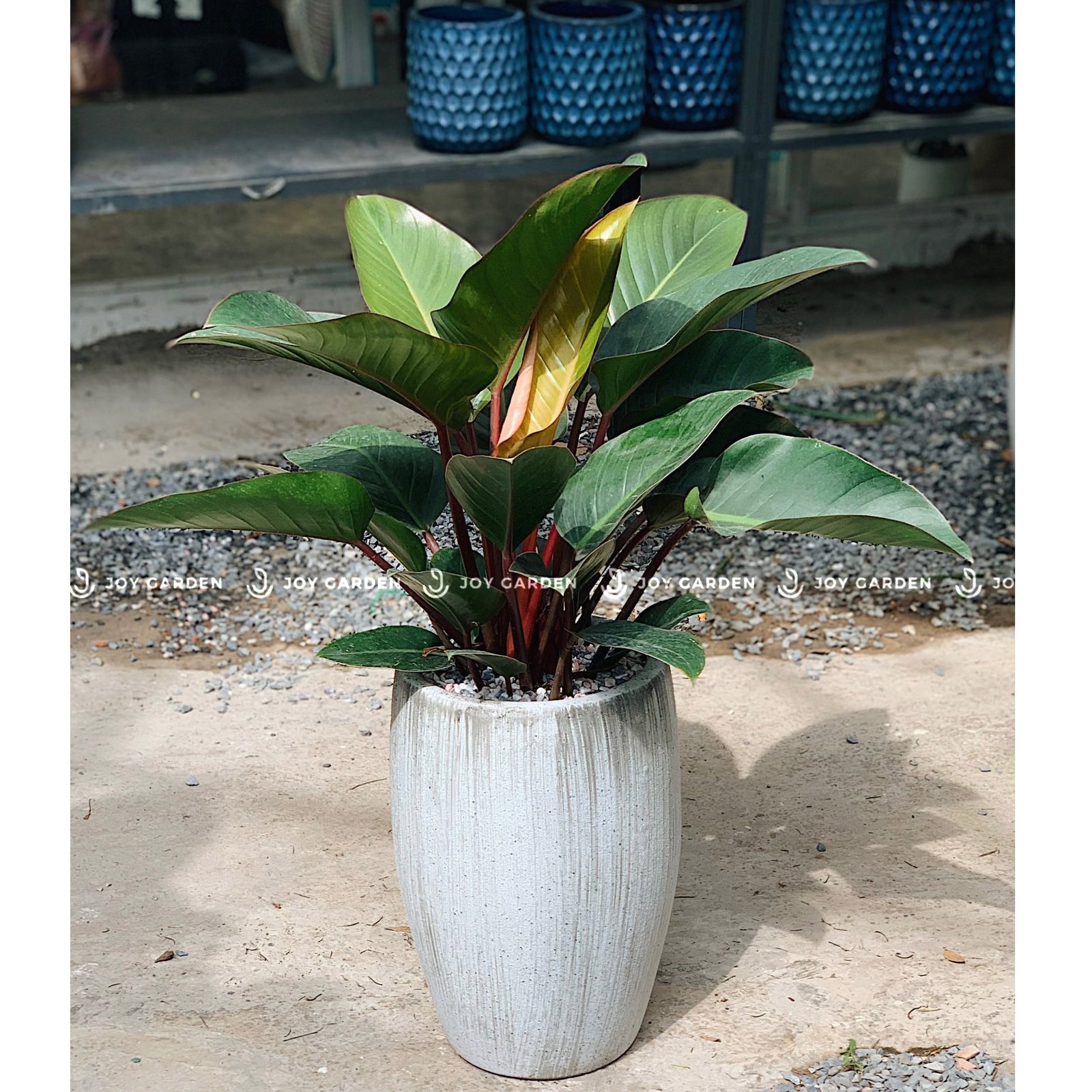 Đế vương đỏ [Chậu xám nhỏ]