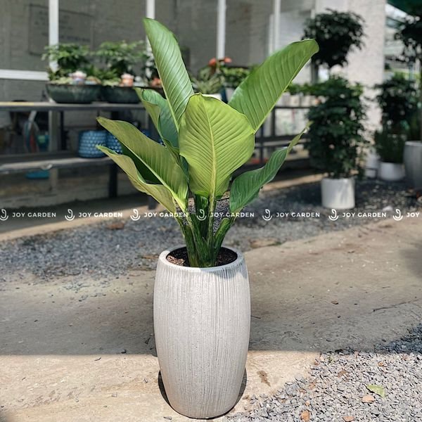 Đại phú gia [Chậu xám nhỏ]