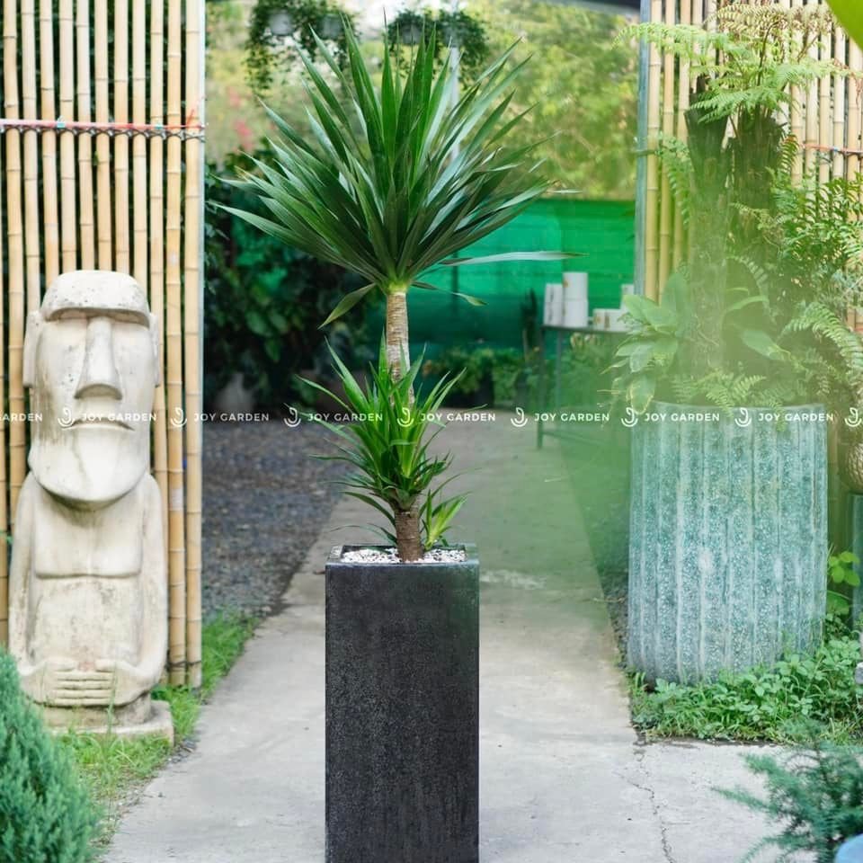 Chậu Ximang Trụ Vuông [Square Concrete Tall Planter] (D30H60) 3