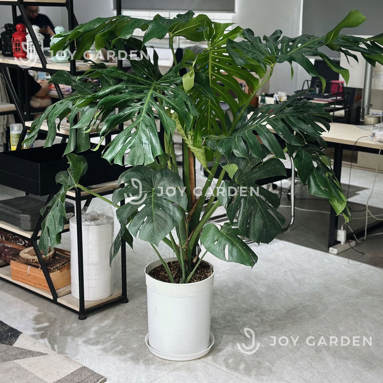 Monstera [size 140] Chậu nhựa 2