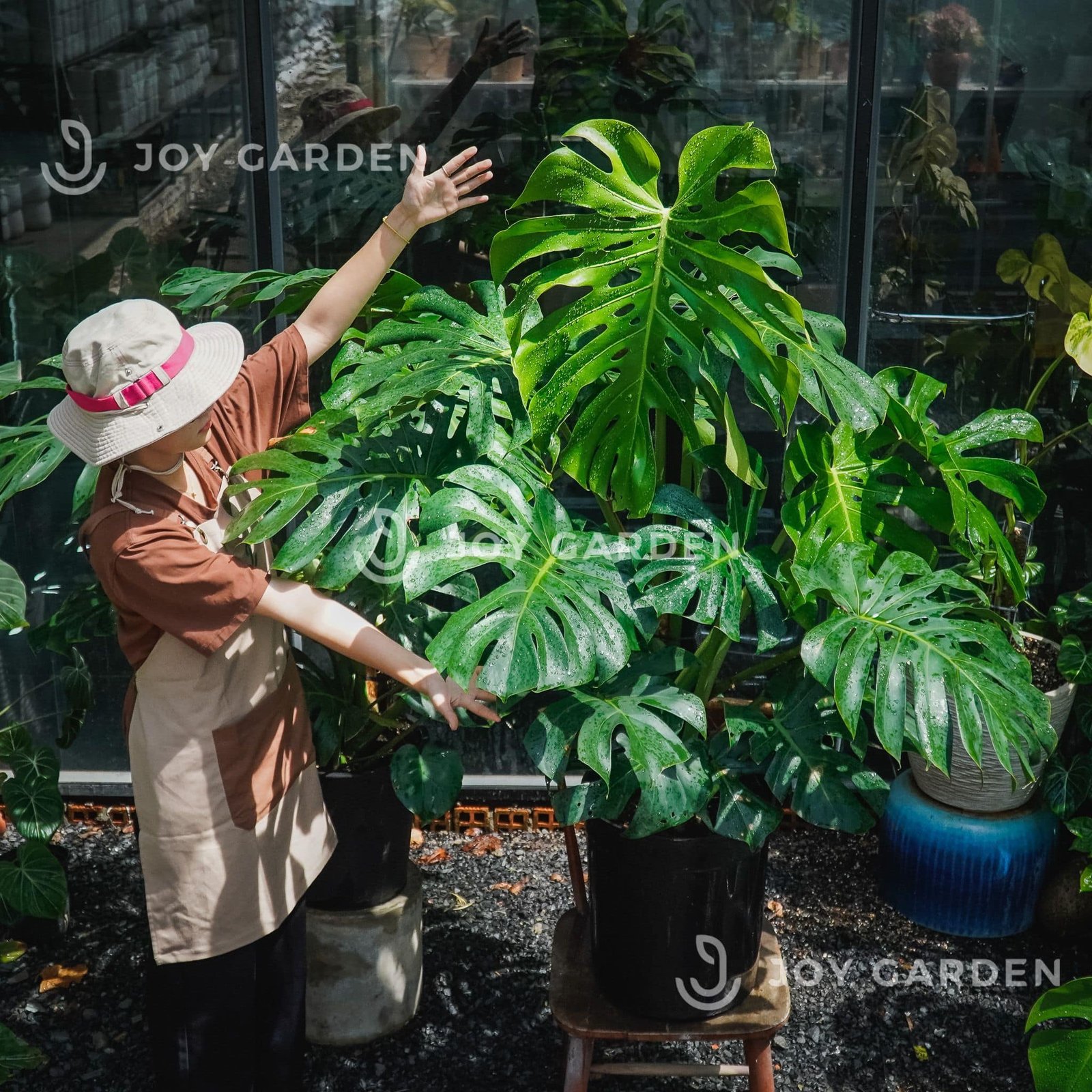 Monstera [size 140] Chậu nhựa 3