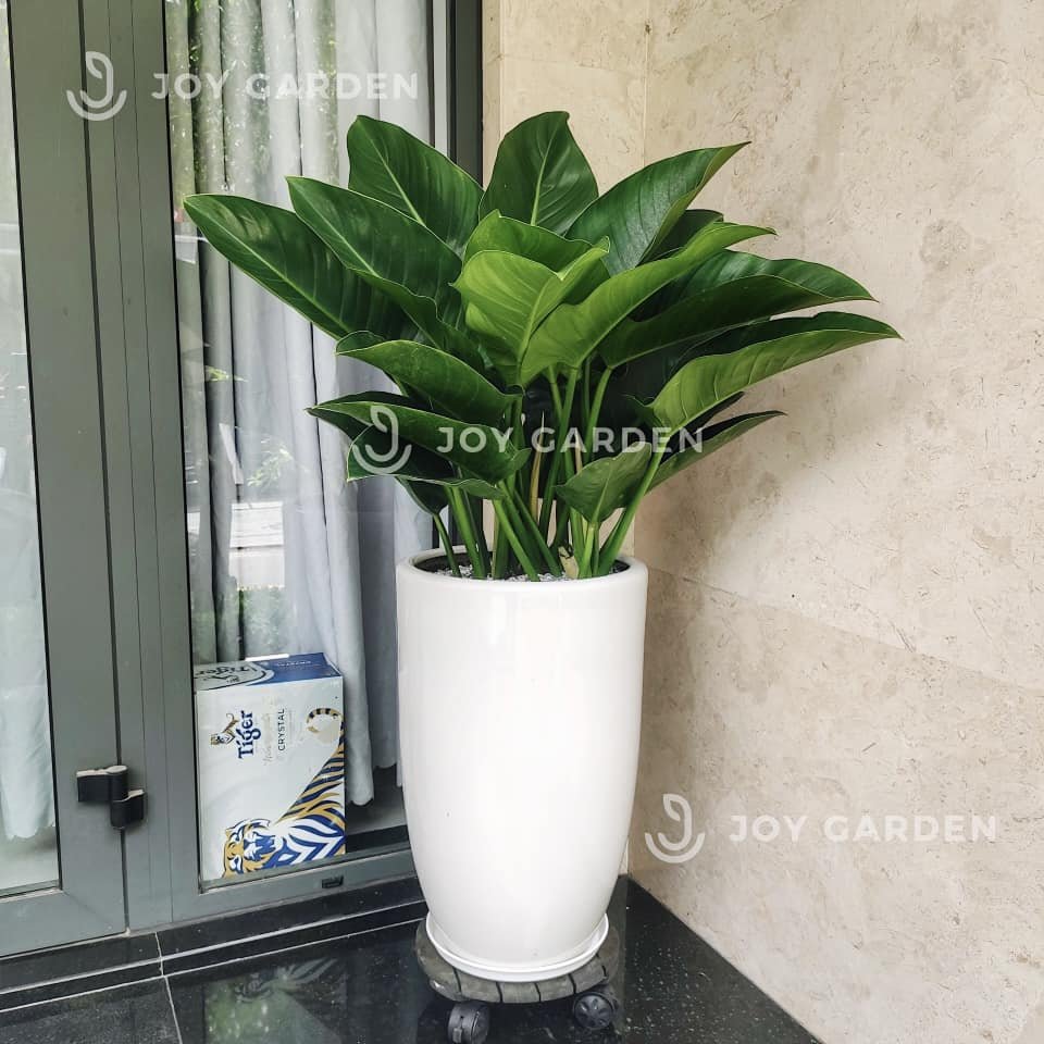 Đế vương xanh [Chậu ly trắng] 2