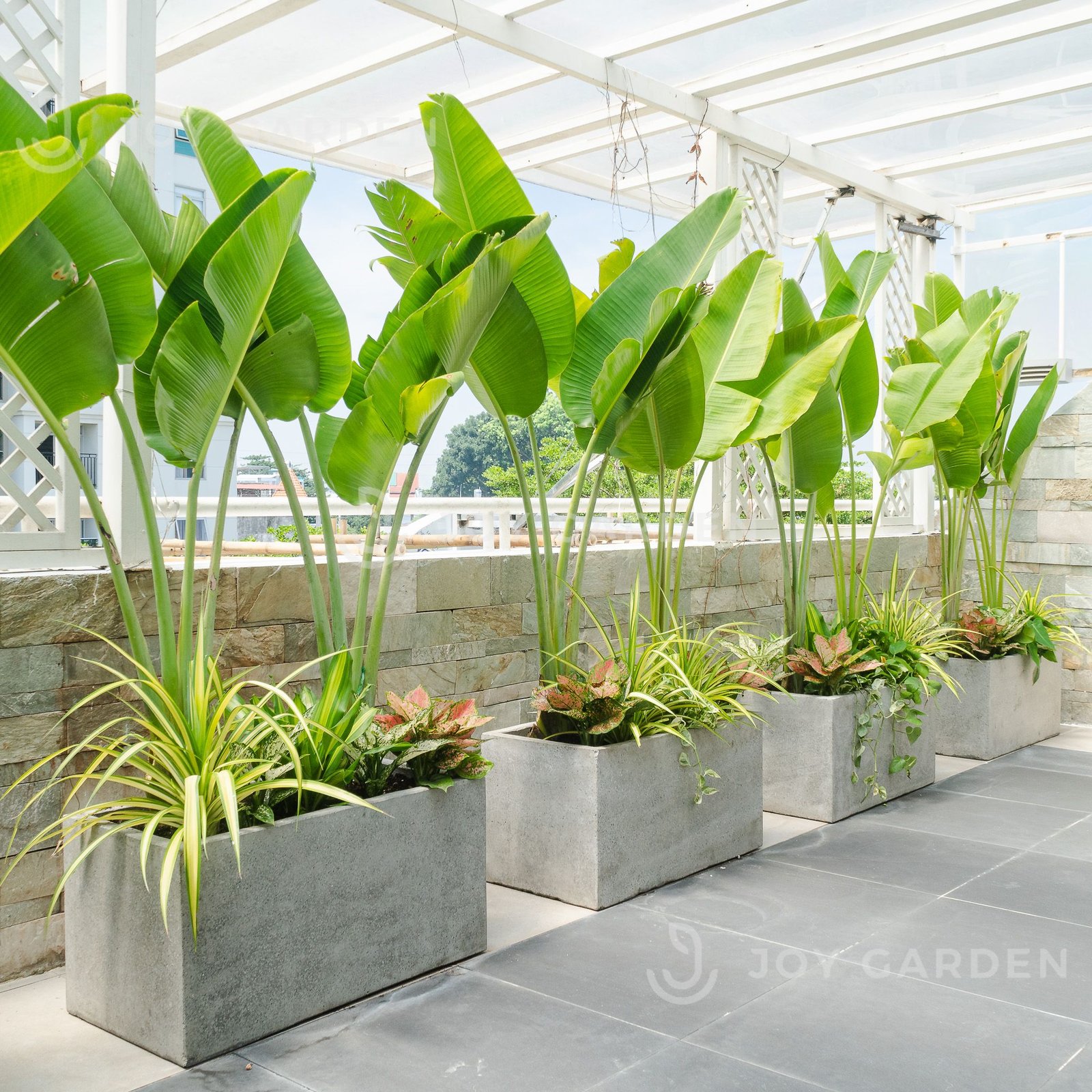 Chậu Ximang Chữ nhật [Rectangular Concrete Planter] (D80H40) 3