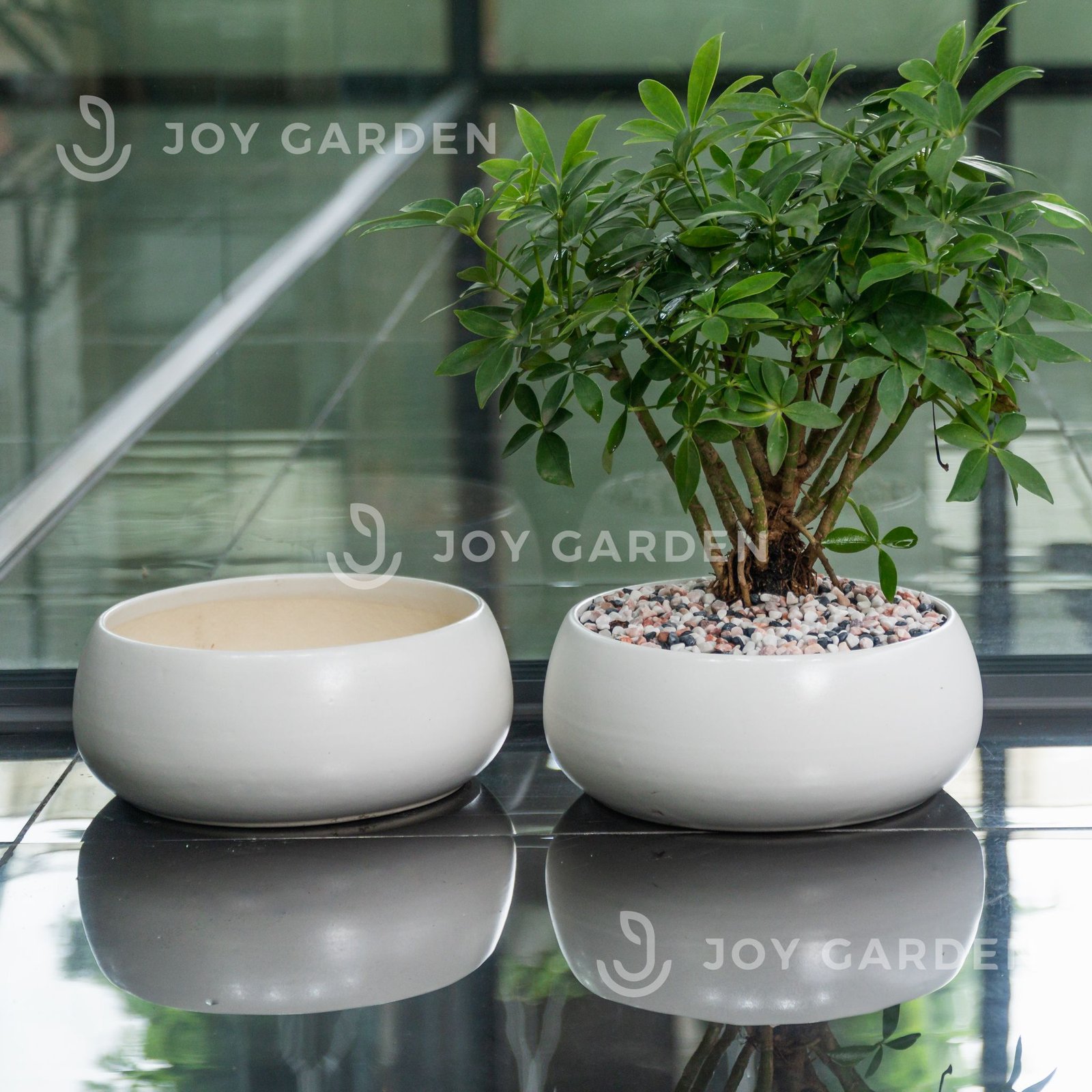 Chậu Hạt dẻ lùn (D23H12)