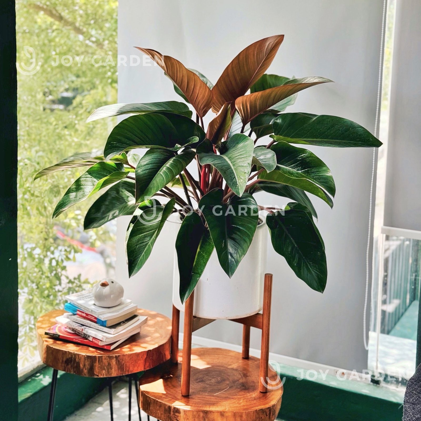 Đôn gỗ [Wooden Plant Stand] (D31H35 Caramel) 2