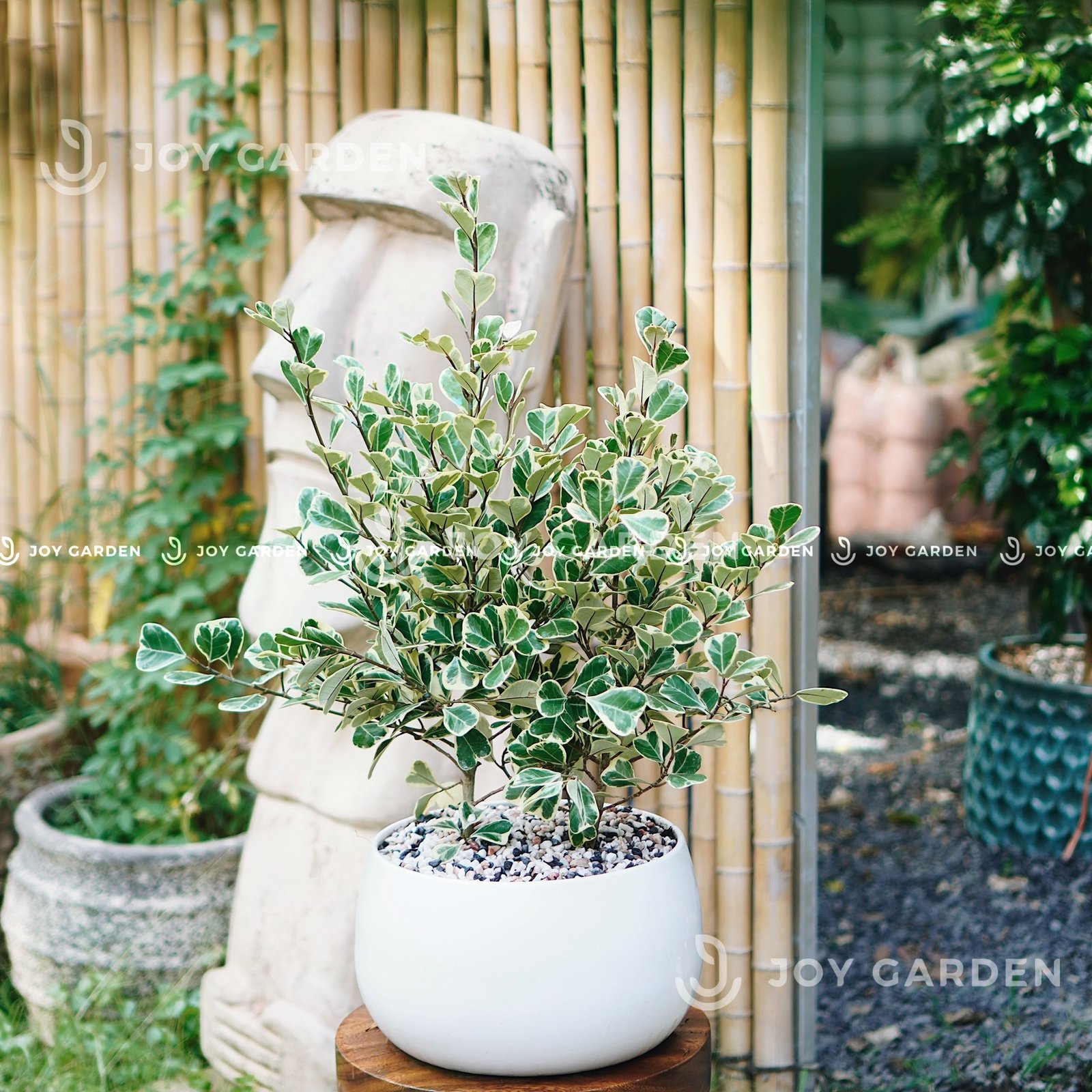 Chậu Hạt Dẻ (D24H22) 3