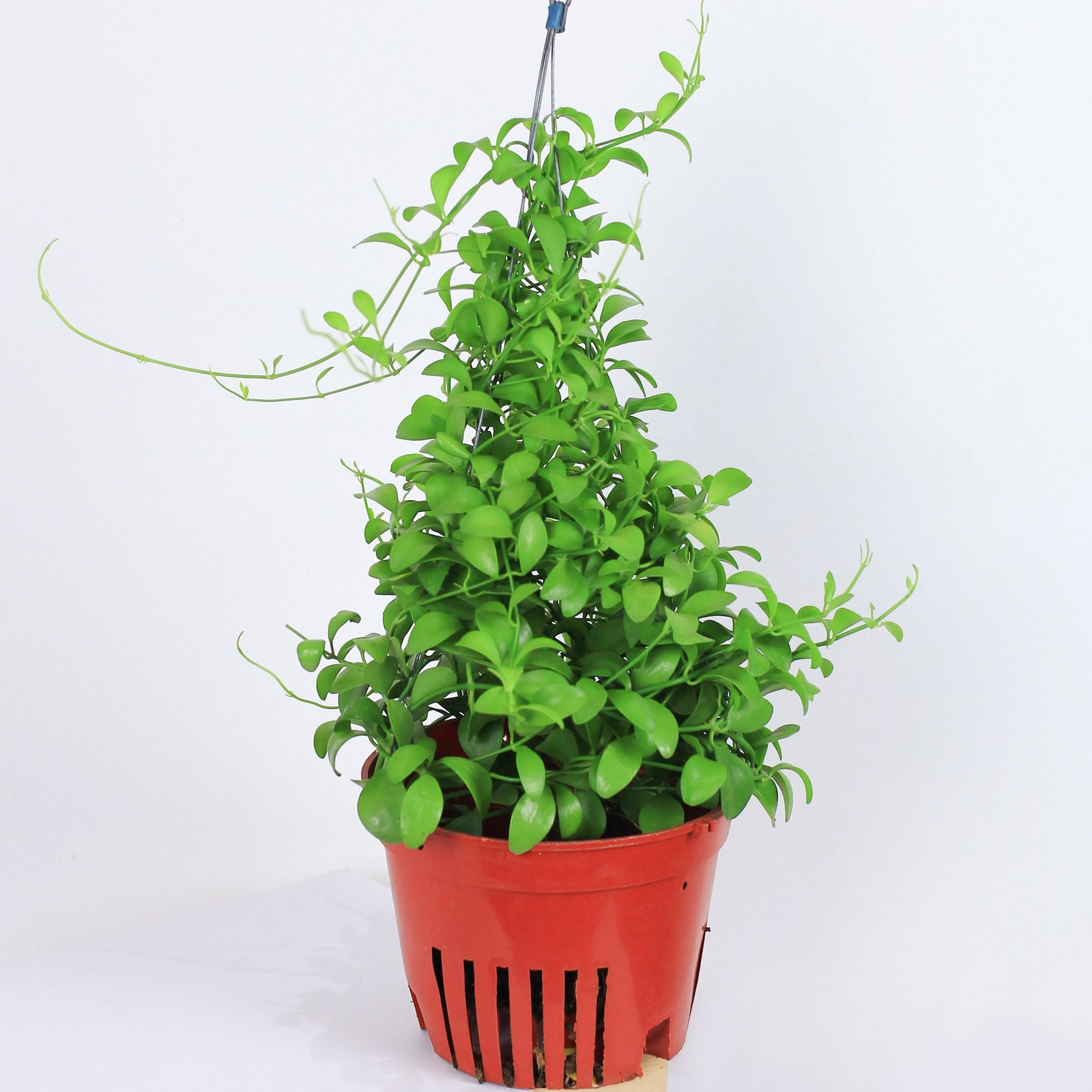 Lan Hạt Dưa [Geri Dischidia in Nursery Pot]