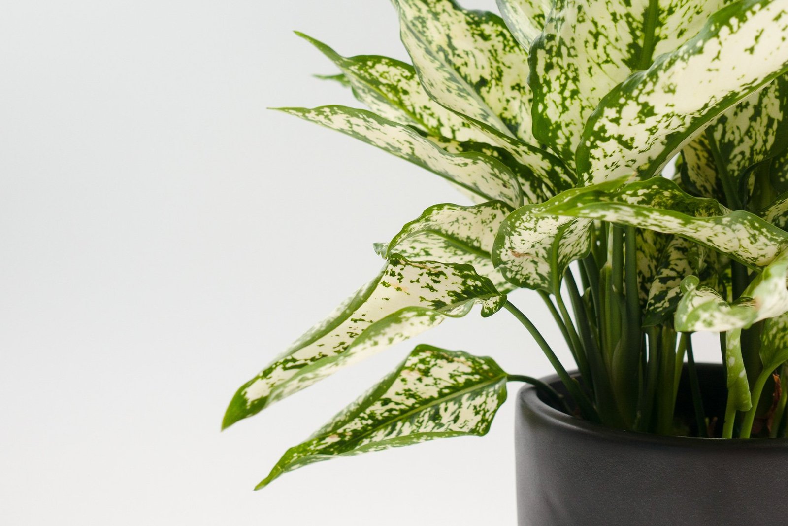 Ngọc Ngân [Aglaonema First Diamond in Nursery Pot] 3