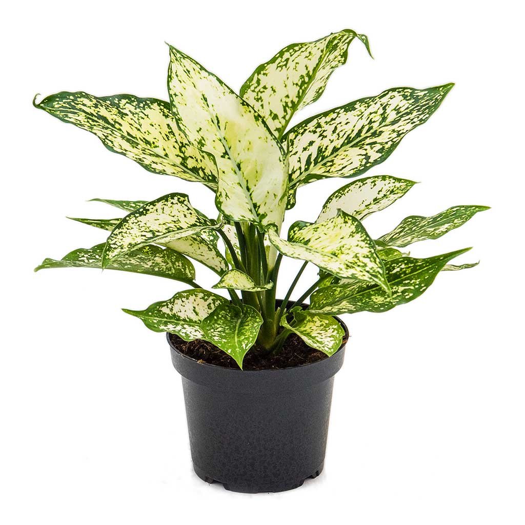 Ngọc Ngân [Aglaonema First Diamond in Nursery Pot] 2