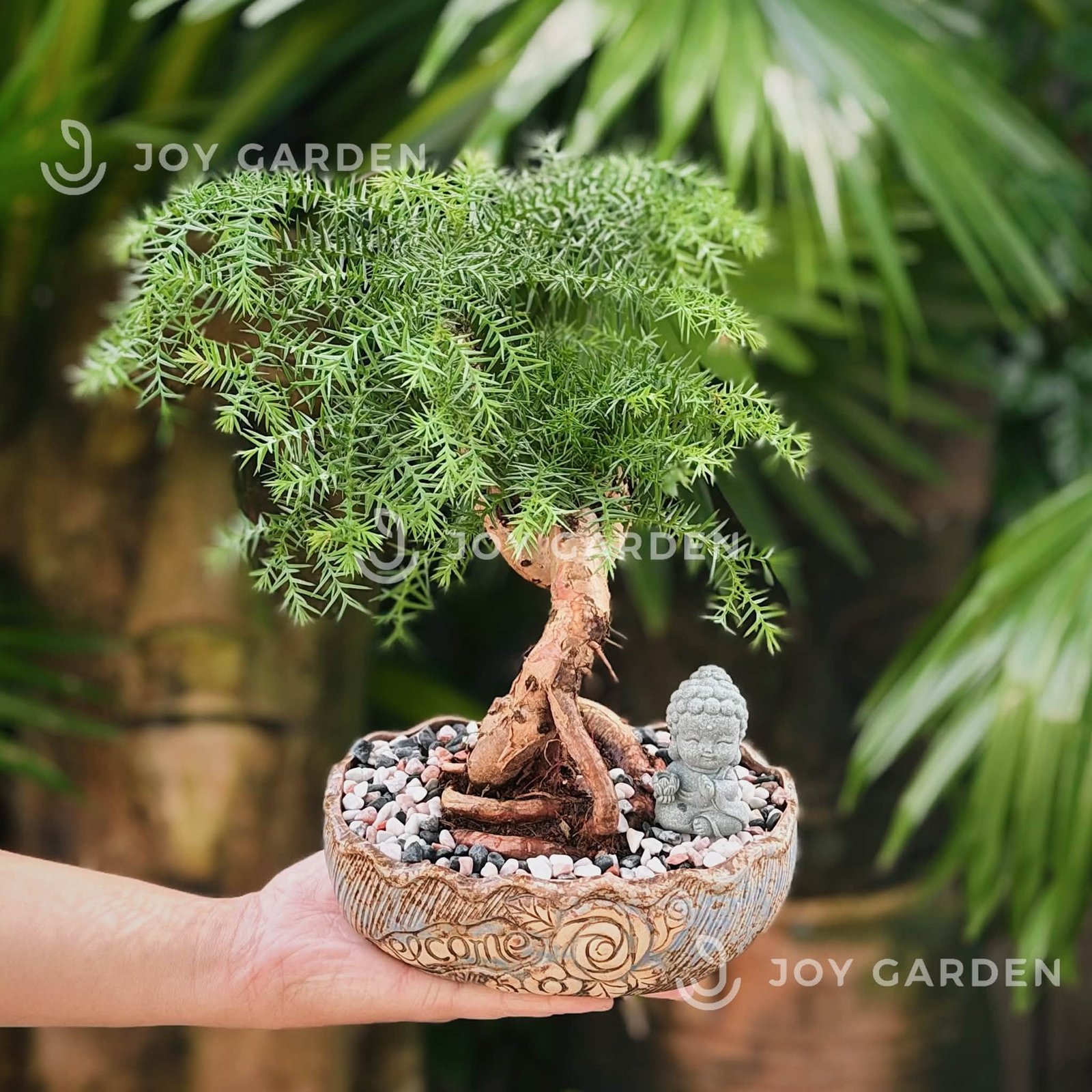 Tùng Bồng Lai [size nhỏ] 2