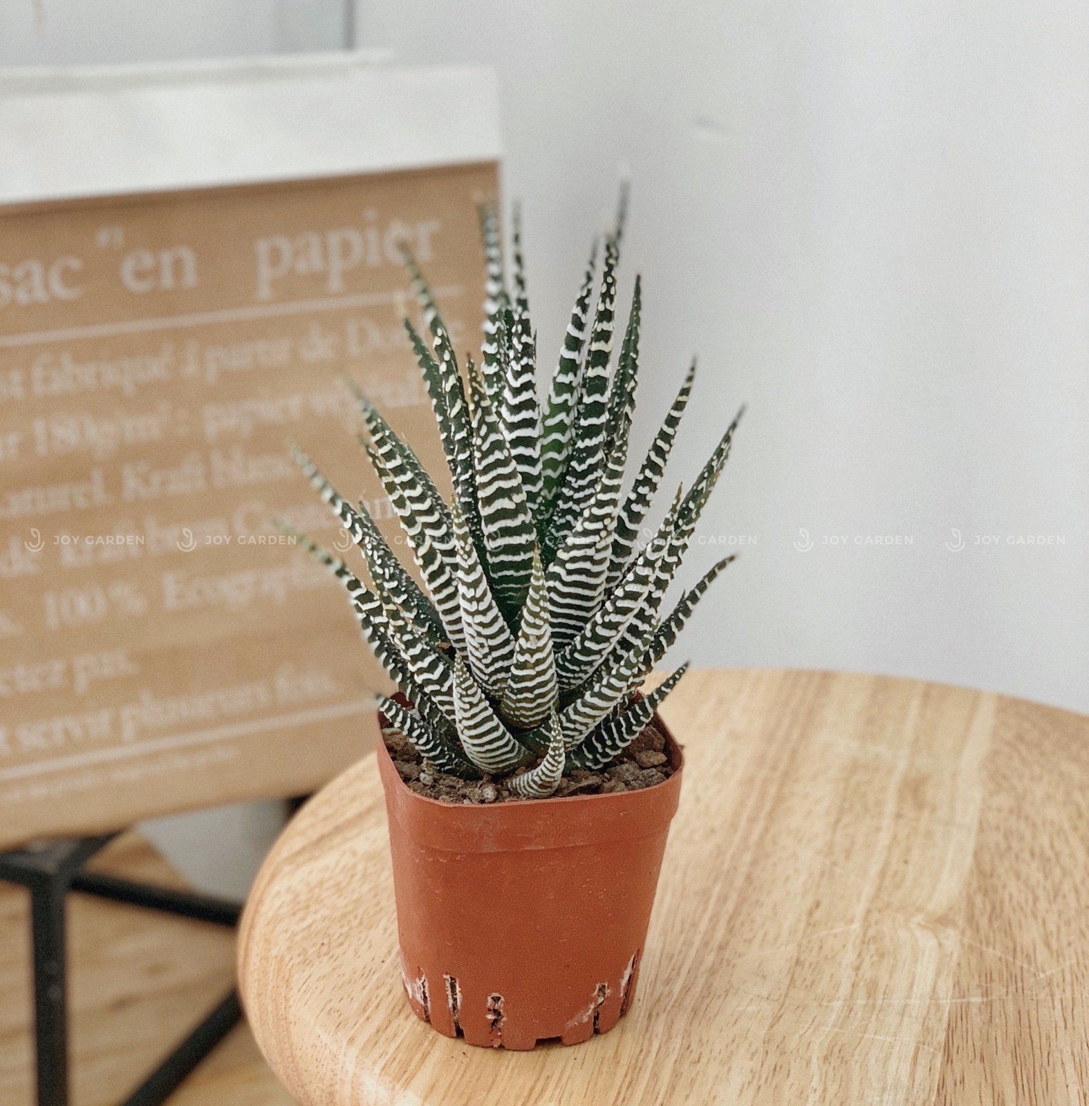 Móng Rồng [Haworthia Zebra Plant] 2