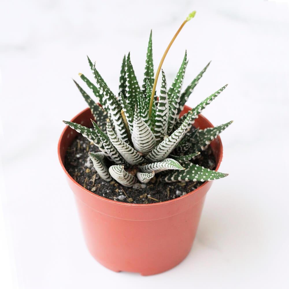 Móng Rồng [Haworthia Zebra Plant] 3