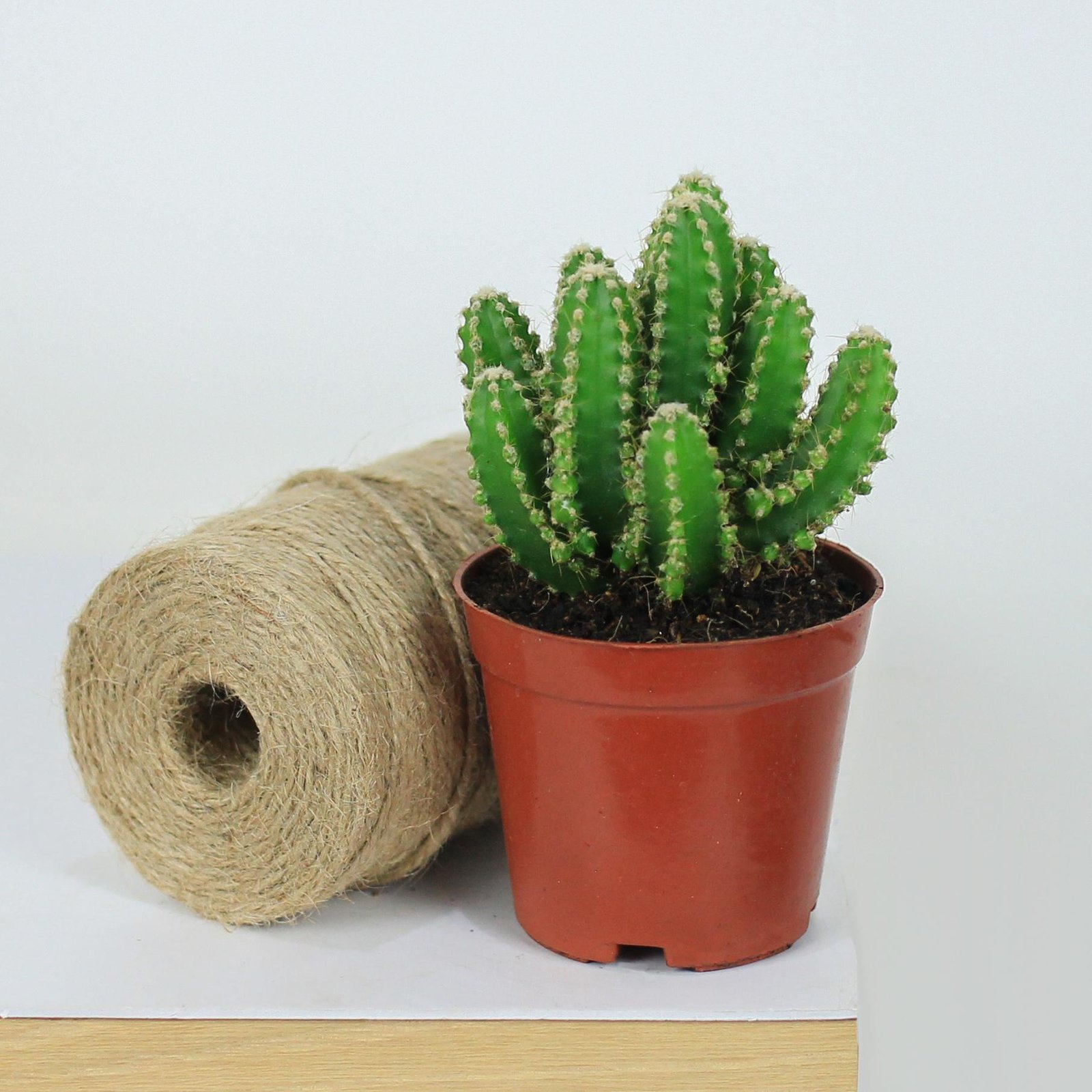 XR Thanh Sơn nhỏ [Small Fairy Castle Cactus in Nursery Pot]