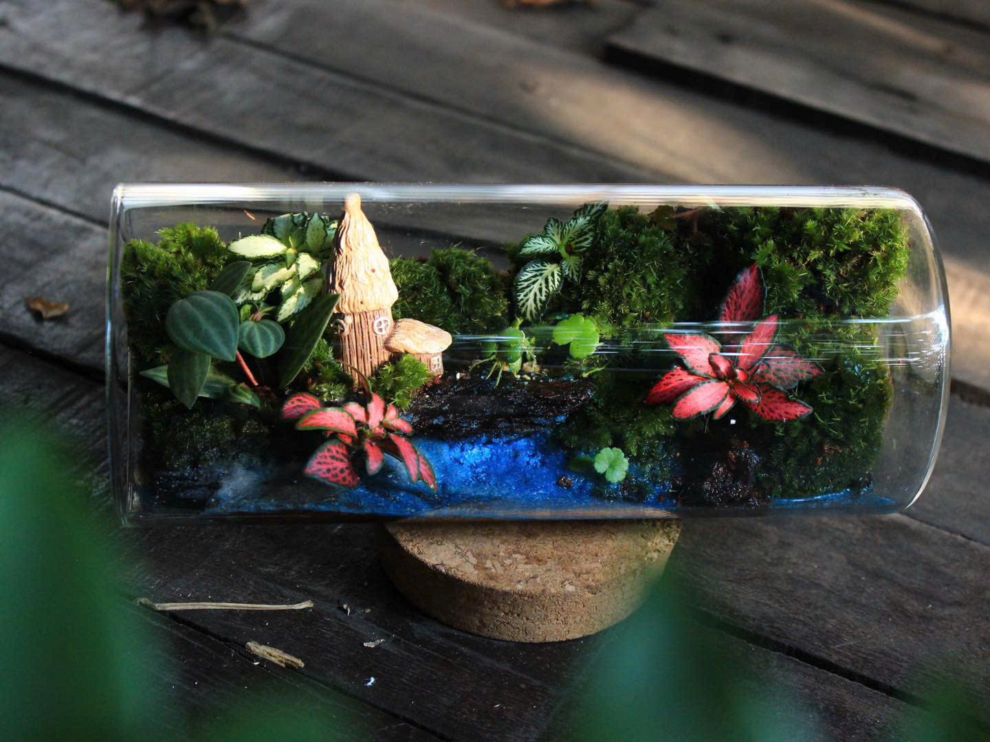 Terrarium Ống Trụ Nghiêng
