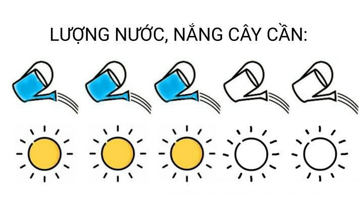 Đa cẩm thạch 1 thân nhỏ 2