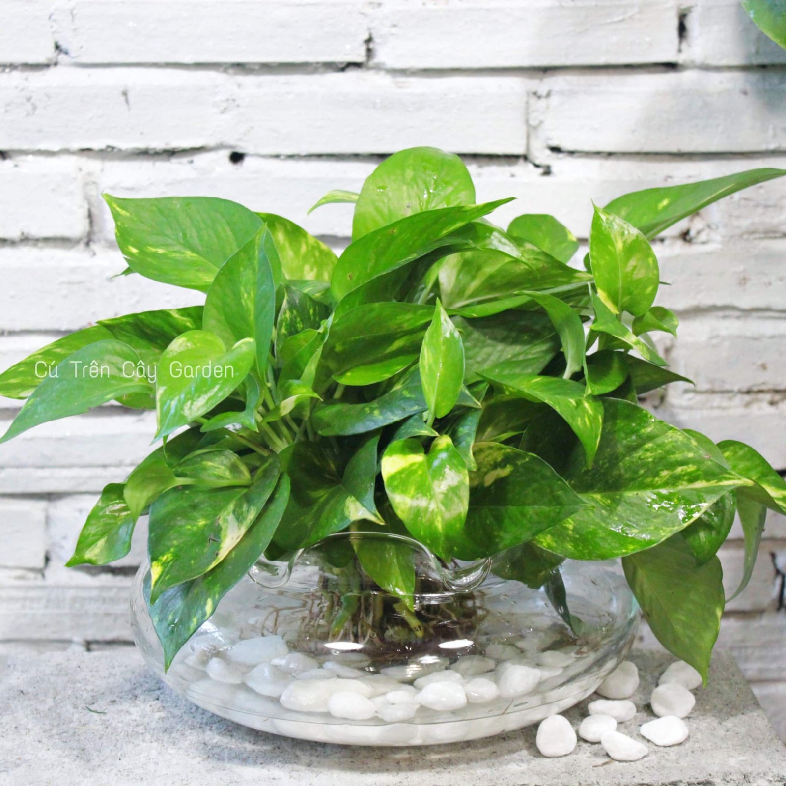 Trầu bà Việt 1