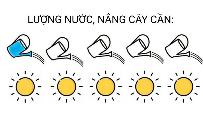 .Sen Sedum vàng 1 2