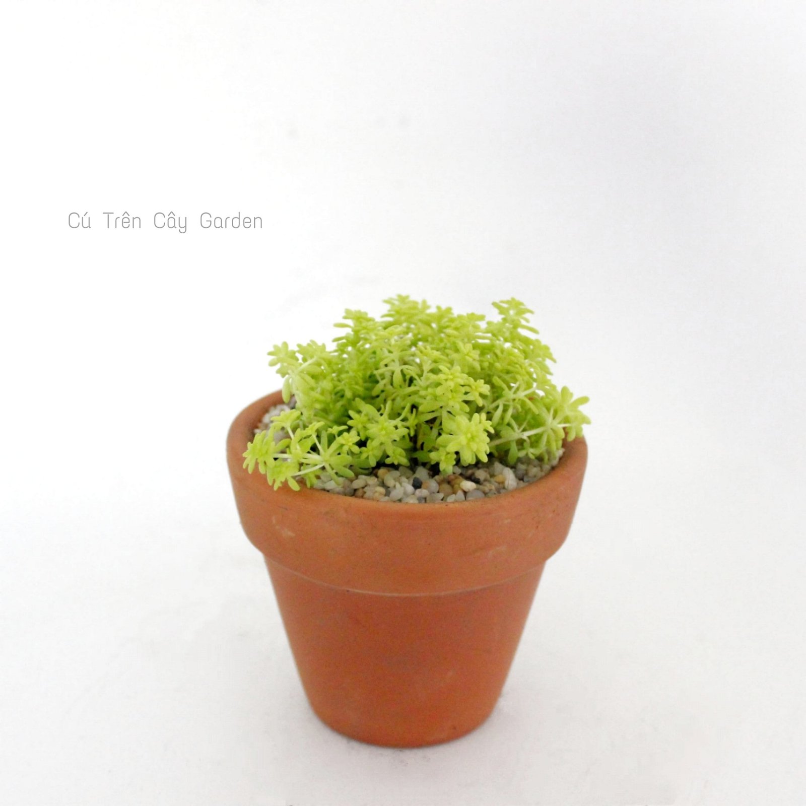 .Sen Sedum vàng 1