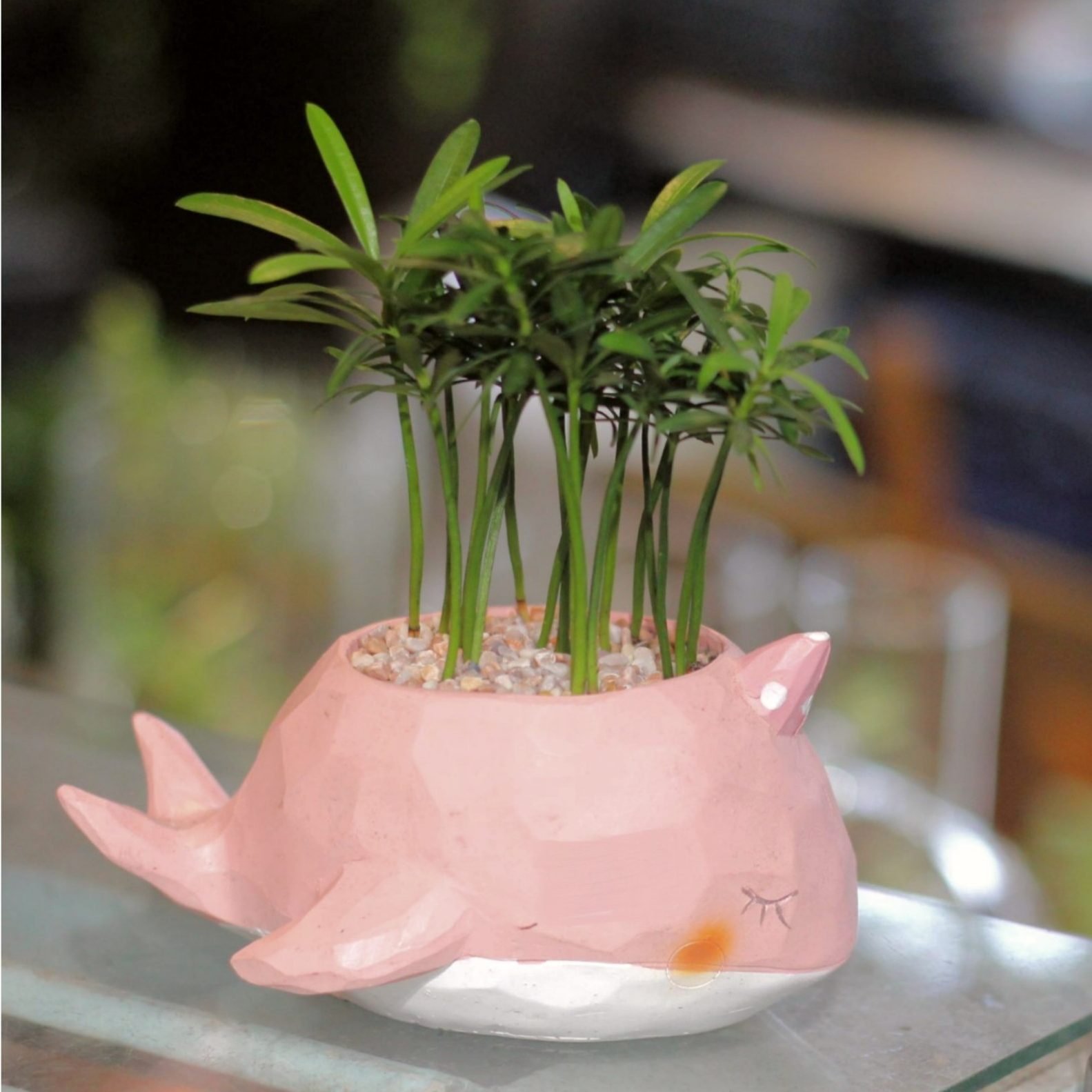 Vạn niên tùng 5