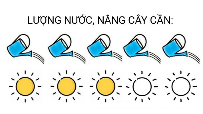 Lan Ý 2 2