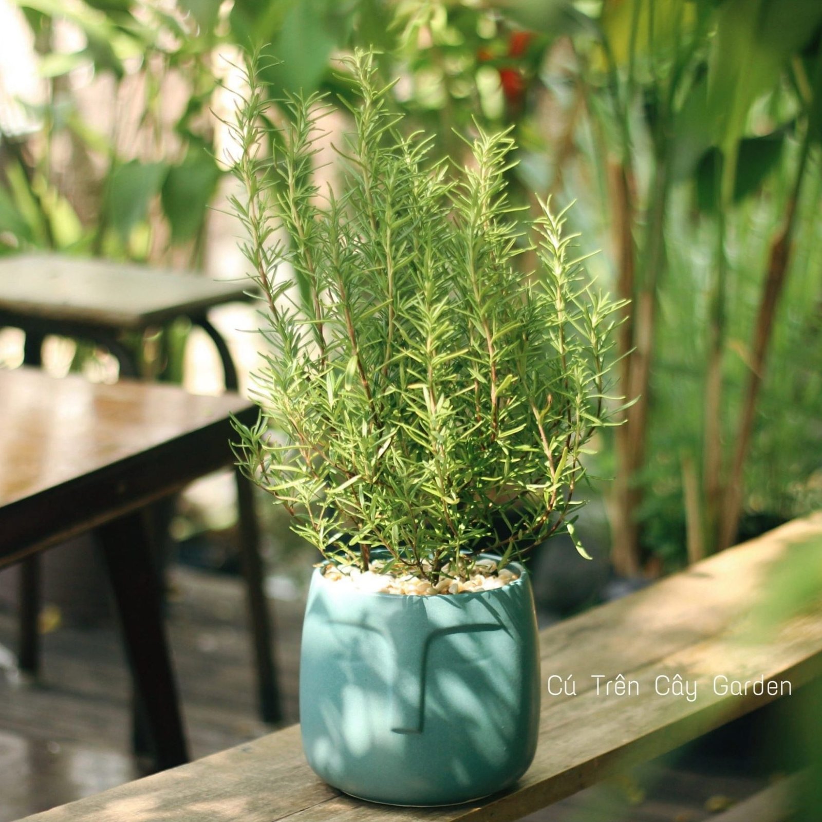 Hương thảo 2