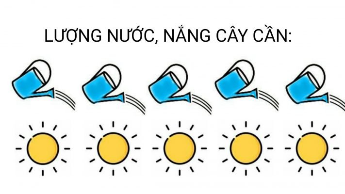 Hương thảo 2 2