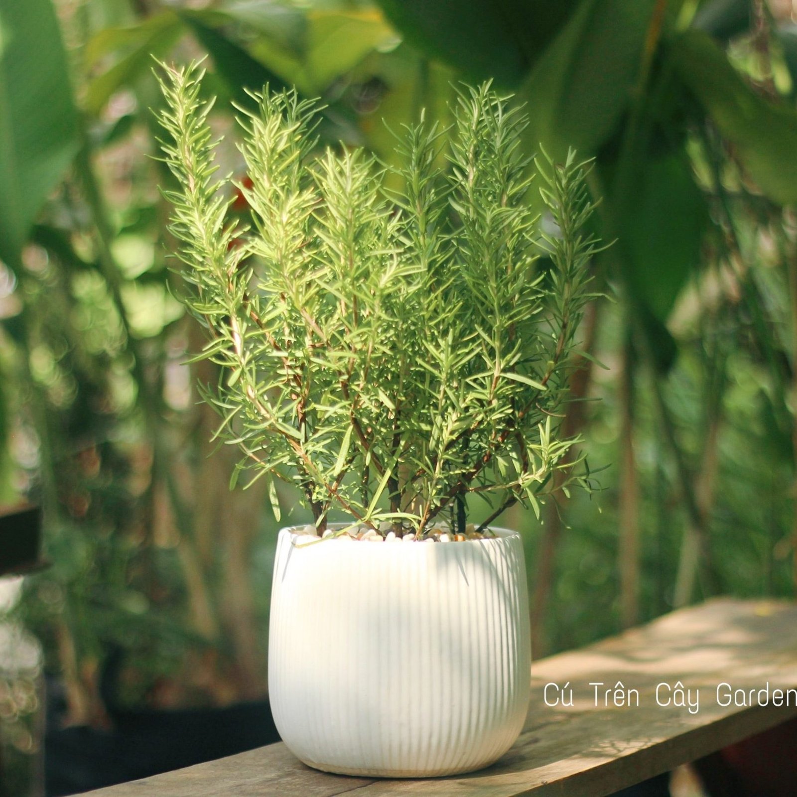 Hương thảo 3