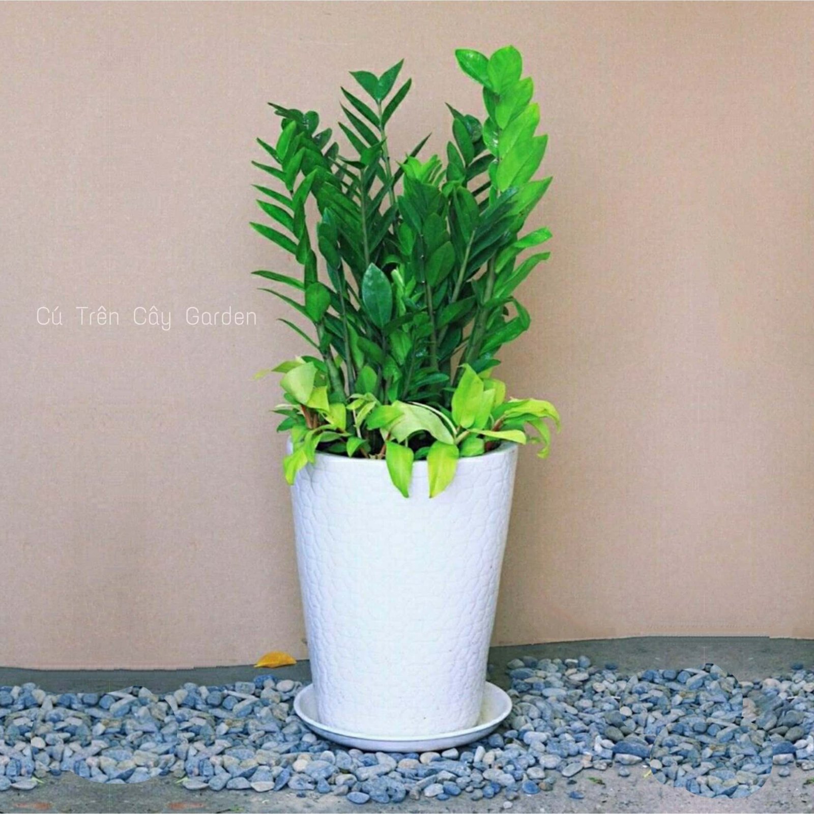 Kim tiền mix Trầu bà