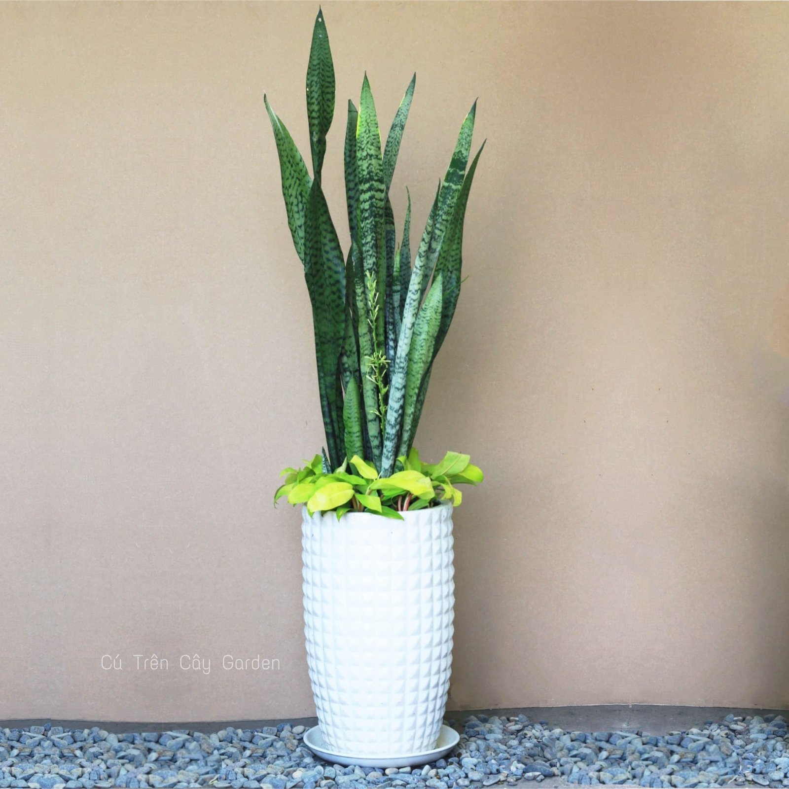 Lưỡi hổ xanh mix Trầu bà