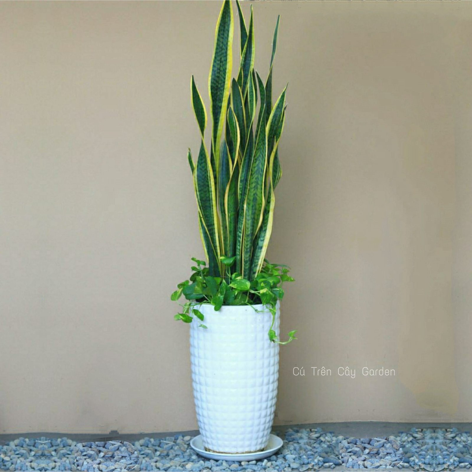 Lưỡi hổ vàng mix Trầu bà