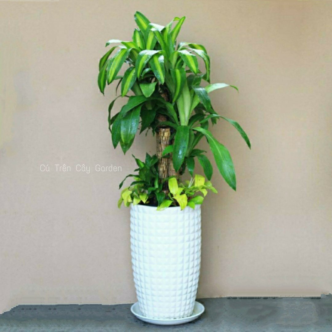 Phát tài khúc mix Trầu bà