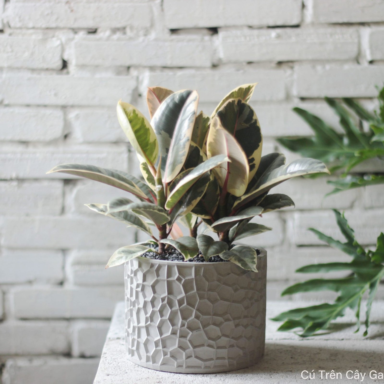 Đa cẩm thạch 3T 1