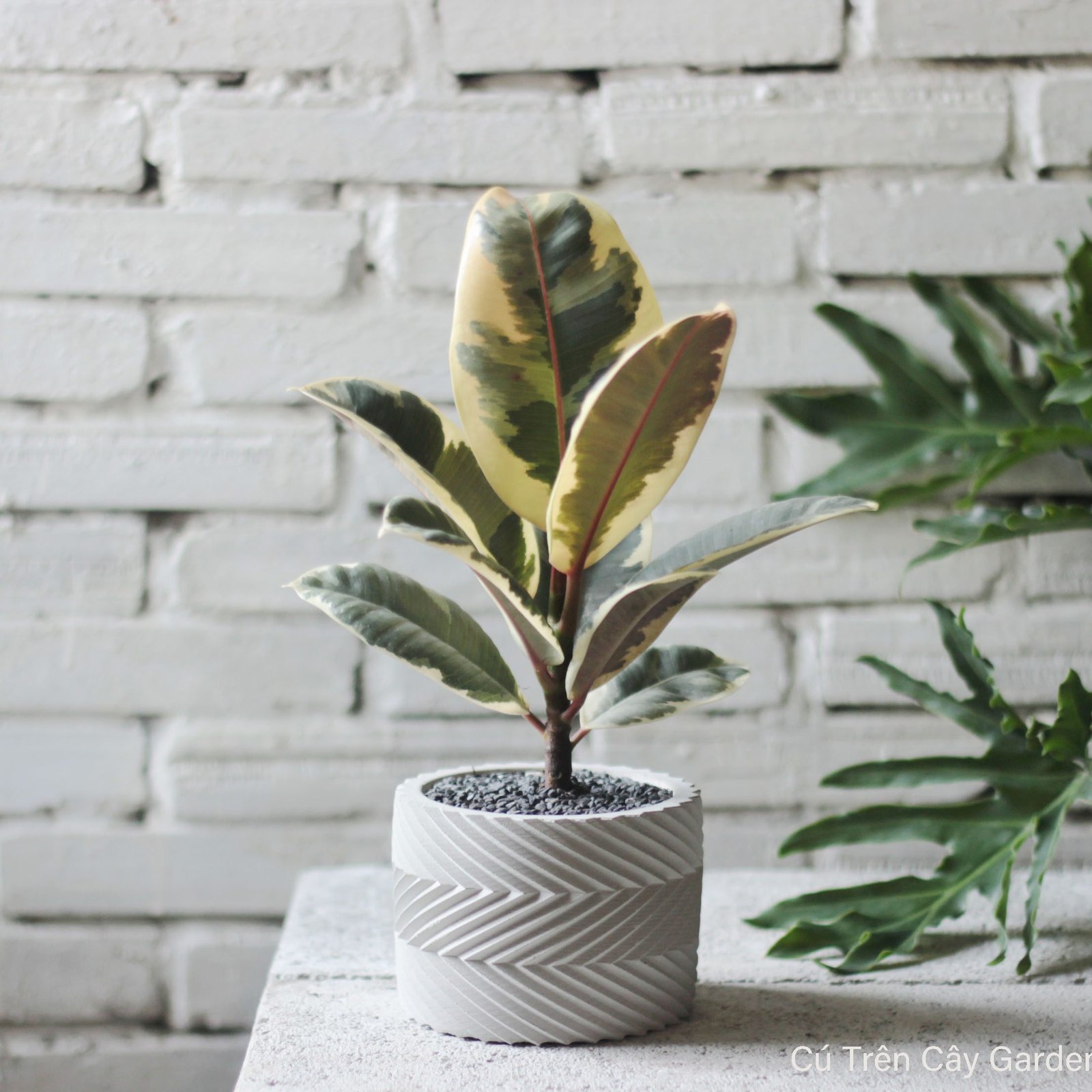 Đa cẩm thạch 1 thân mini