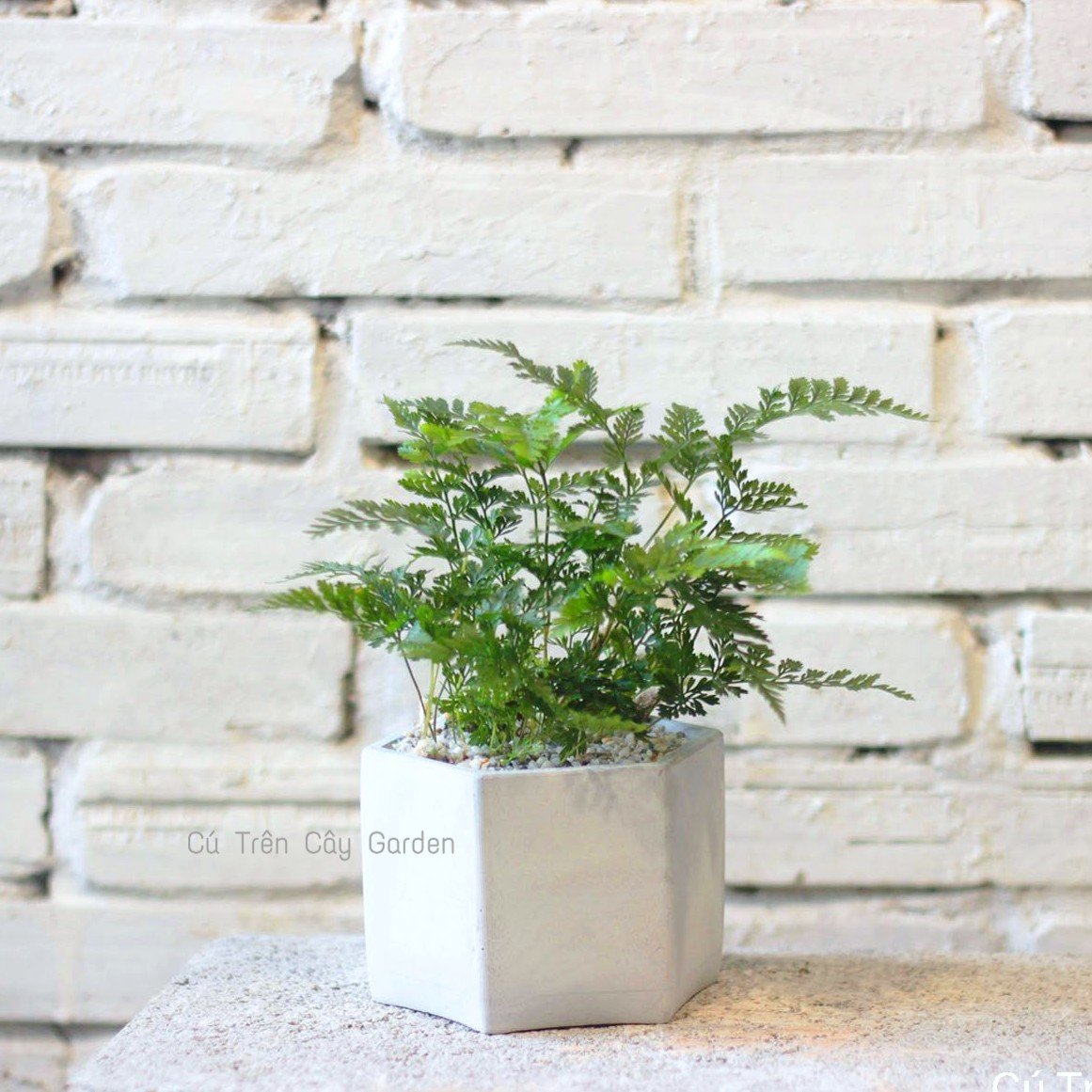 Dương xỉ chân thỏ 3
