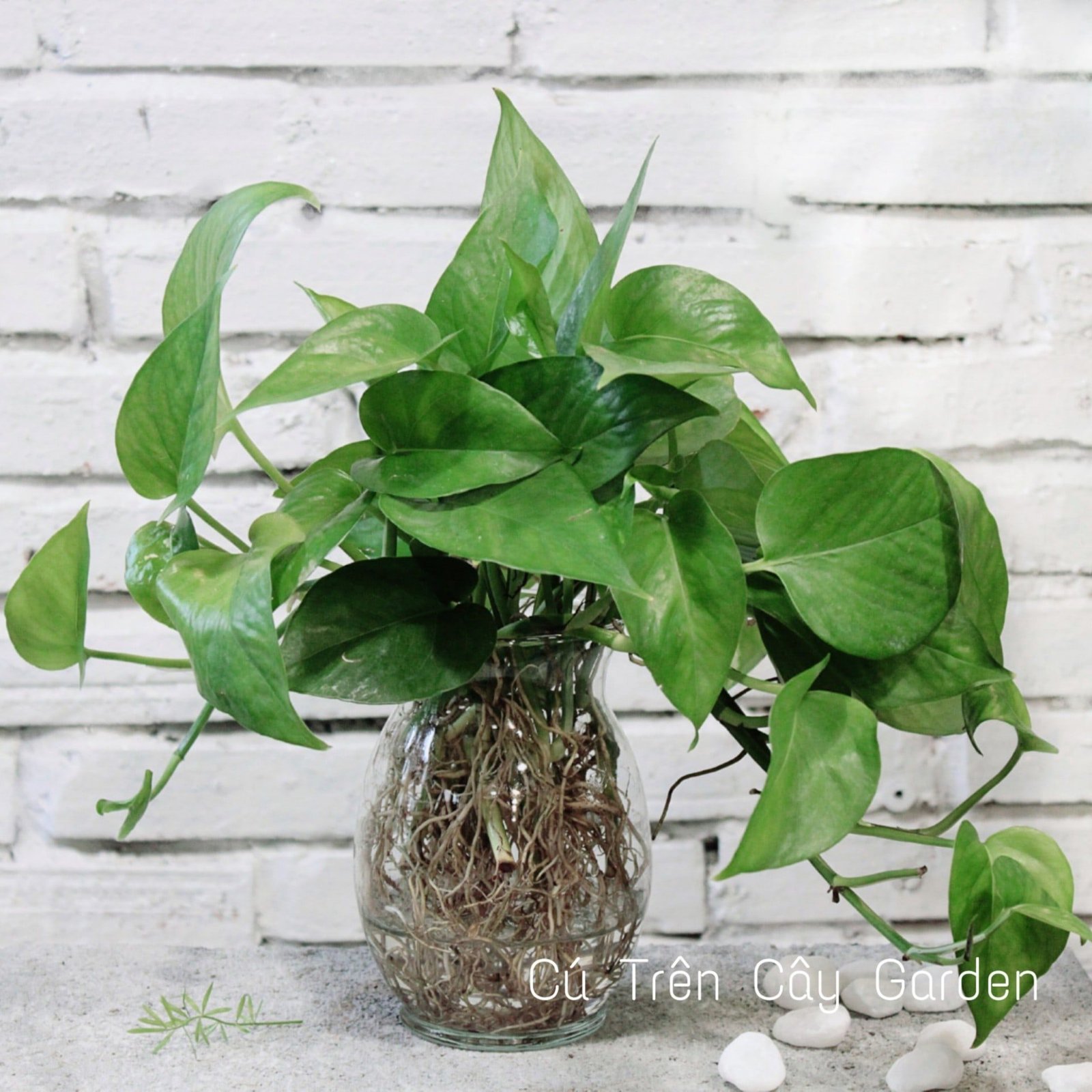 Trầu bà Thái xanh 1