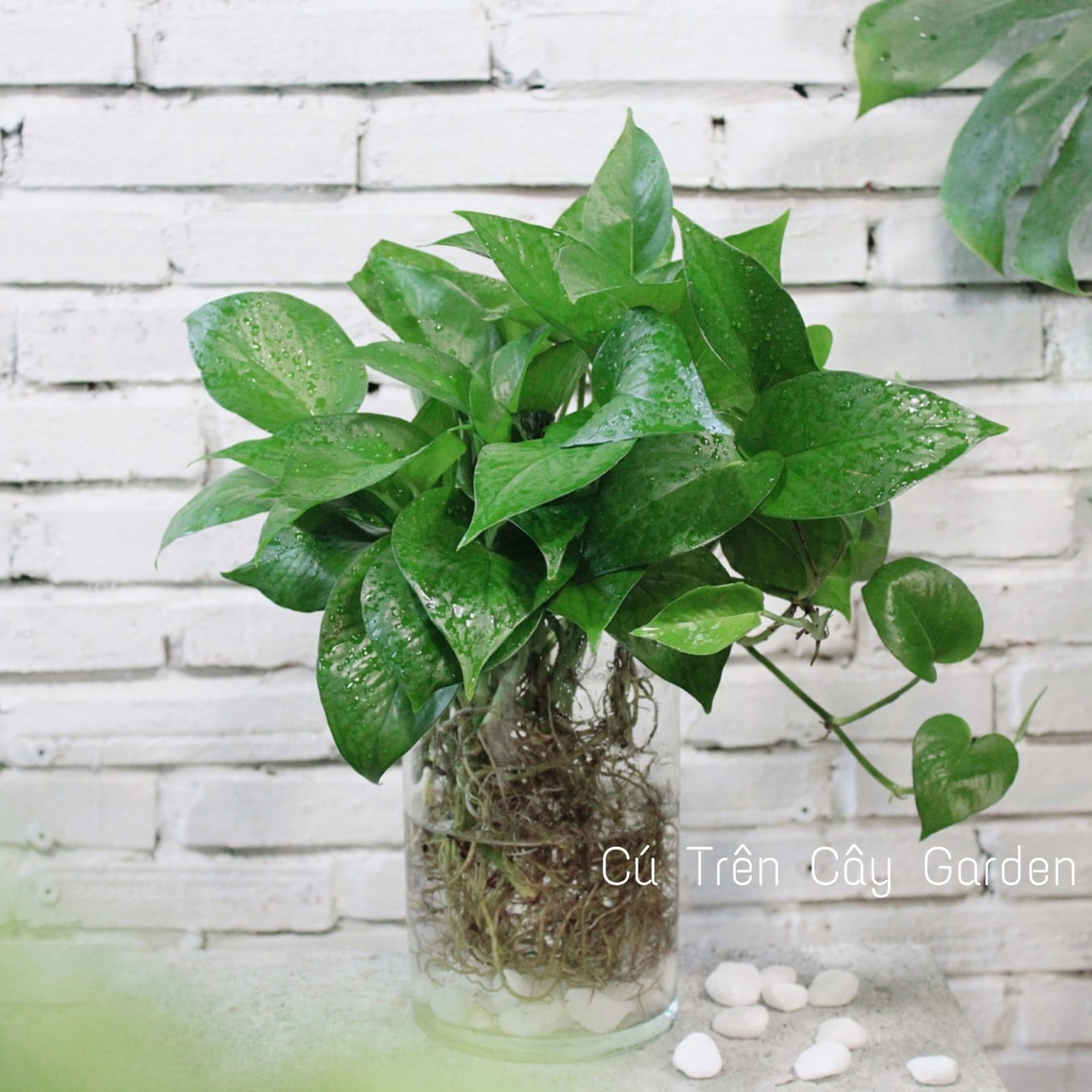 Trầu bà Thái xanh 2