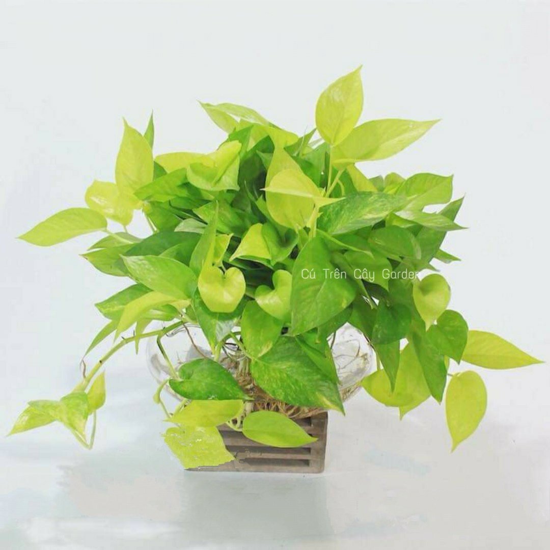 Trầu bà Thái vàng 3