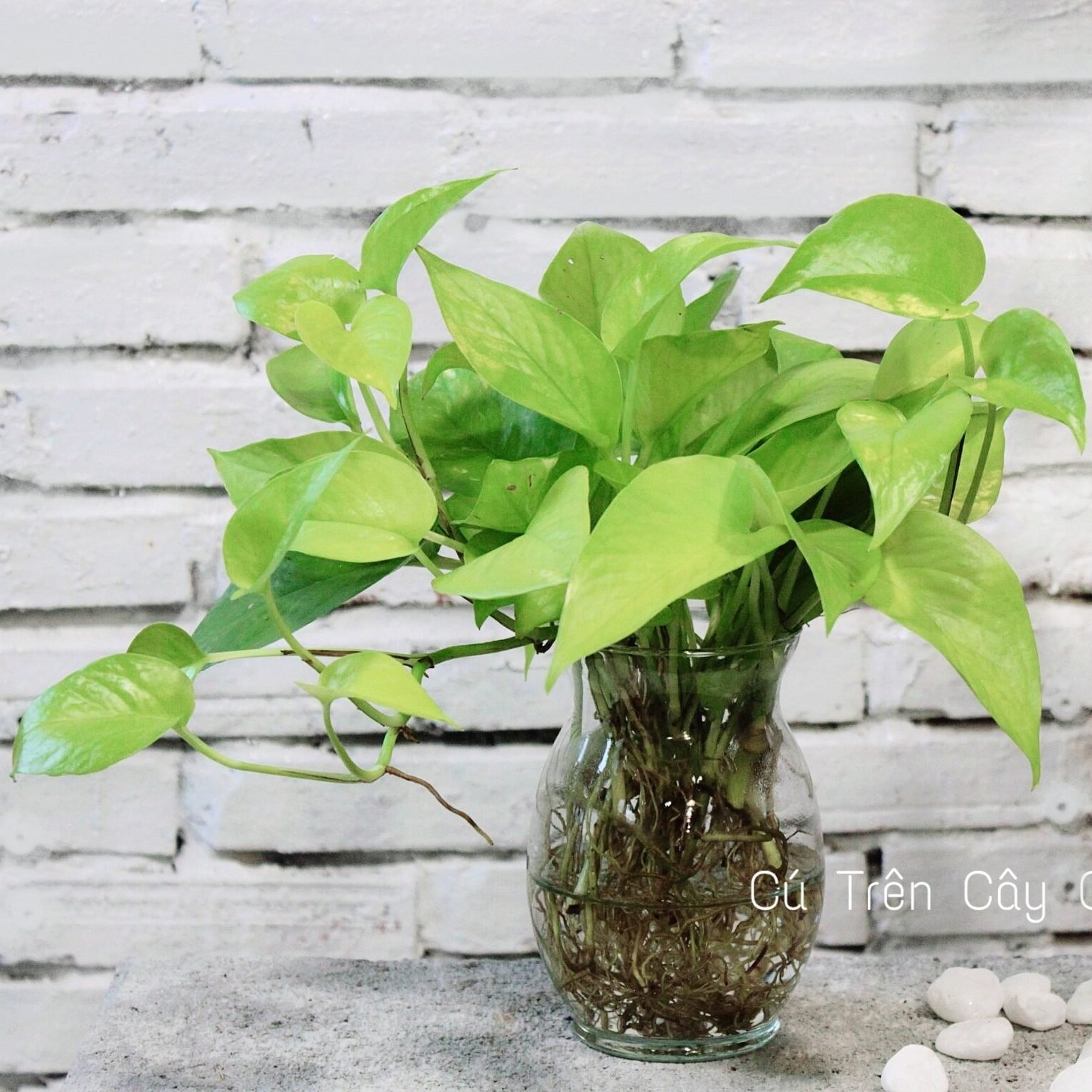 Trầu bà Thái vàng 1
