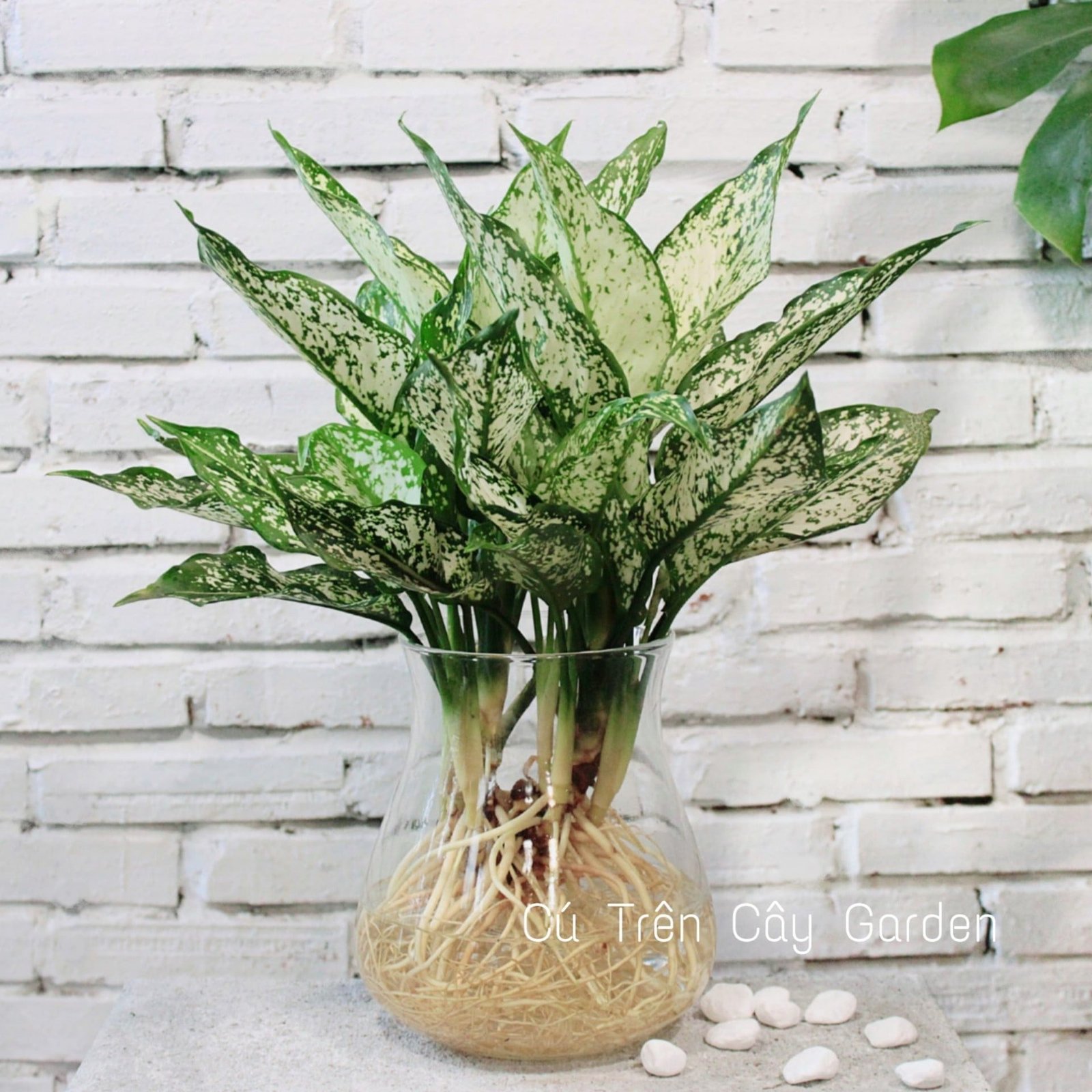 Ngọc ngân 1