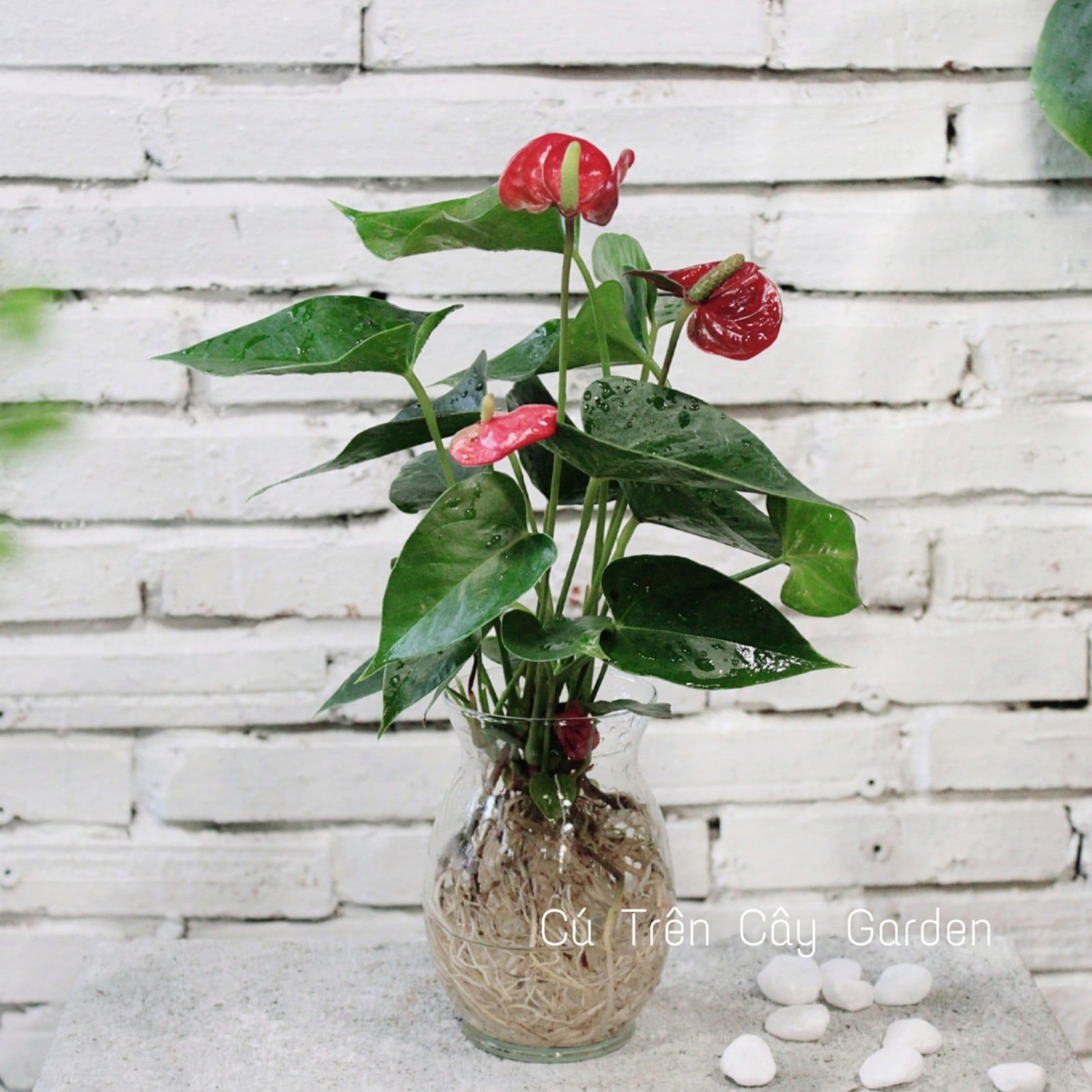 Hồng môn 1