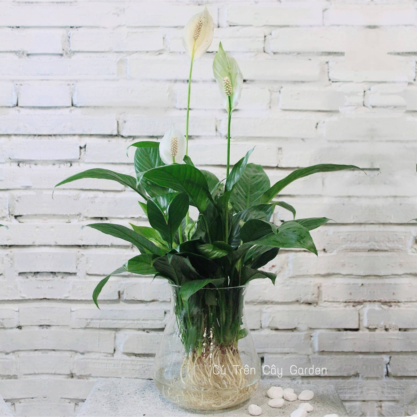 Lan Ý 1