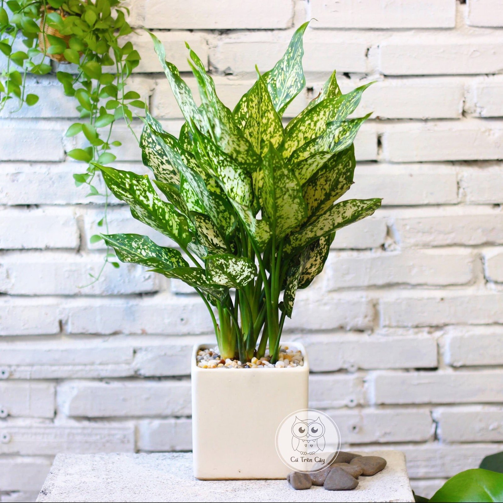Ngọc ngân 2