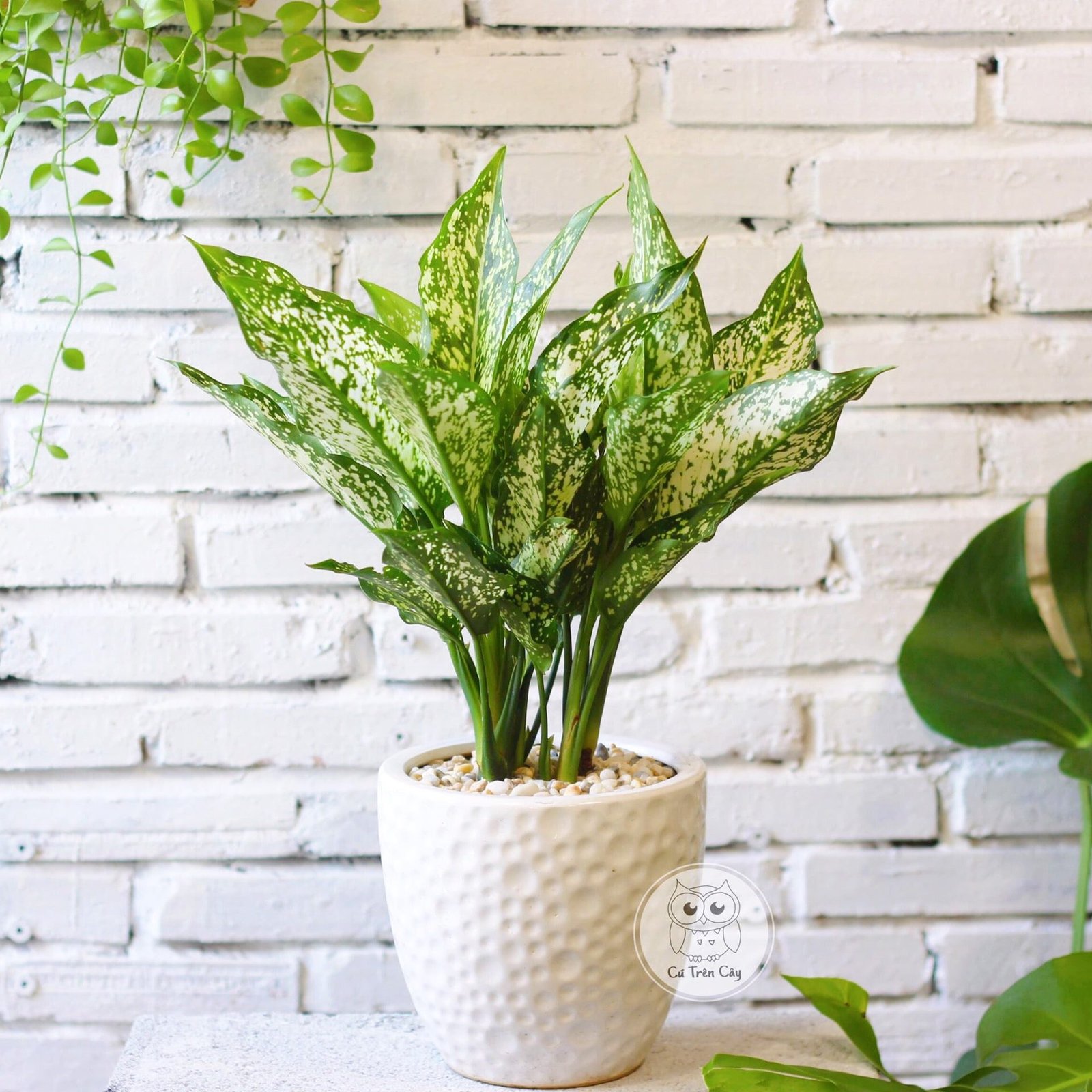 Ngọc ngân 1