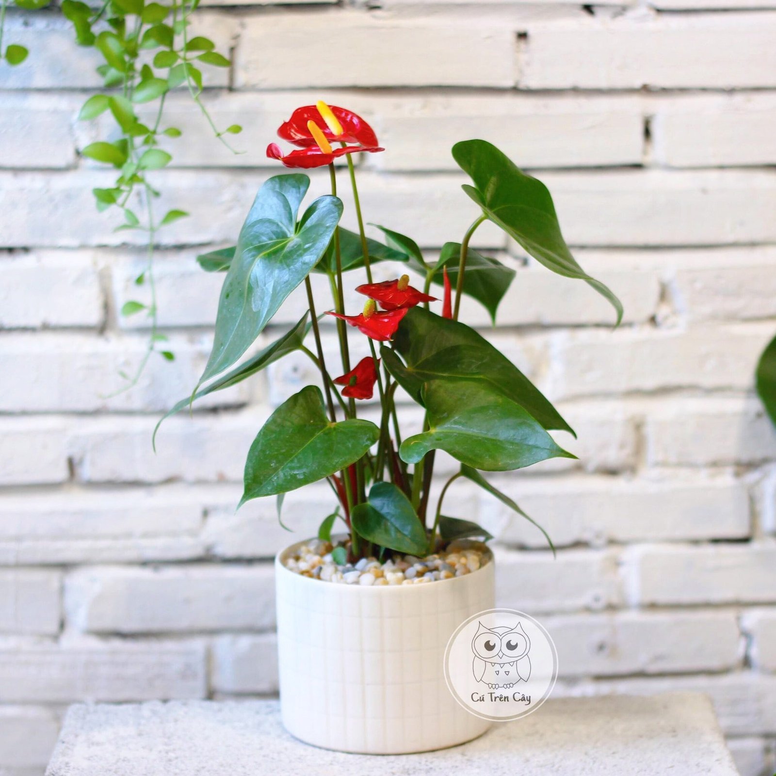 Hồng môn 1