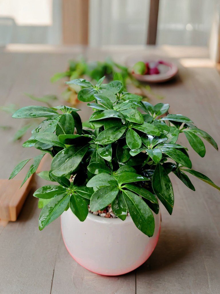 Cây ngũ gia bì