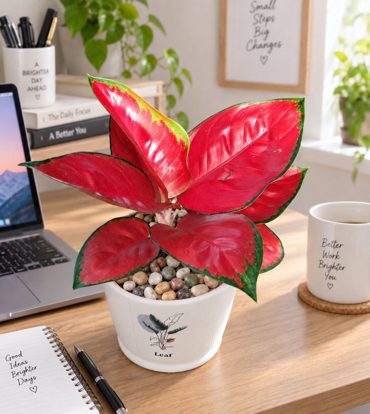 Cây vạn lộc son